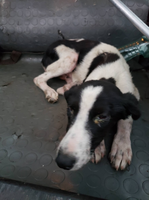 მეტისი წნორი