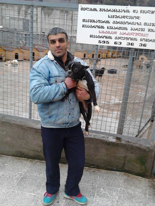 ფრანგული ბულდოგი გოჭი