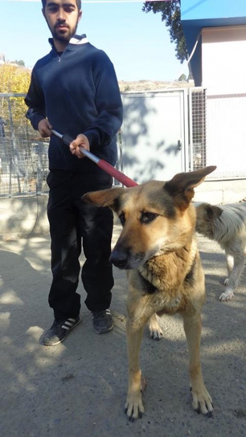 გერმანული ნაგაზი უსახელო