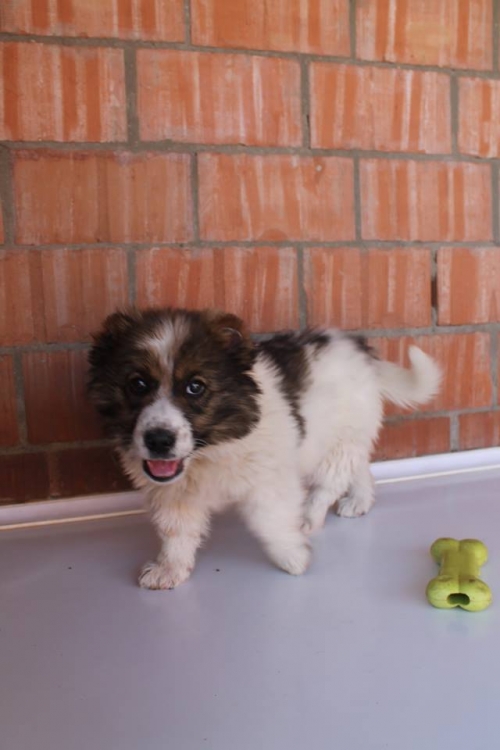 ქართული ქოფაკი უსახელო