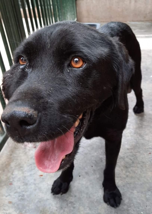 ლაბრადორი სიფ. ასურეთი