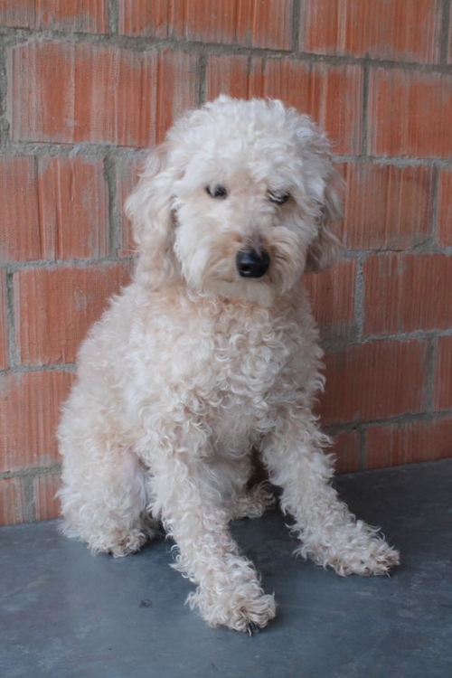 პუდელი მომო