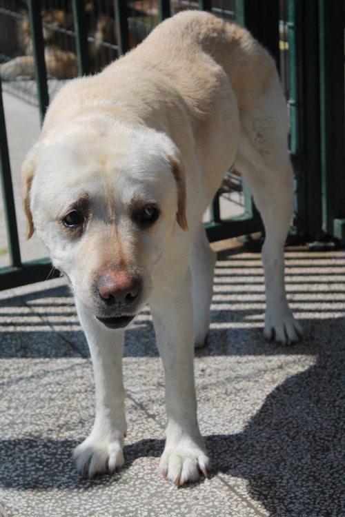 ლაბრადორი უსახელო
