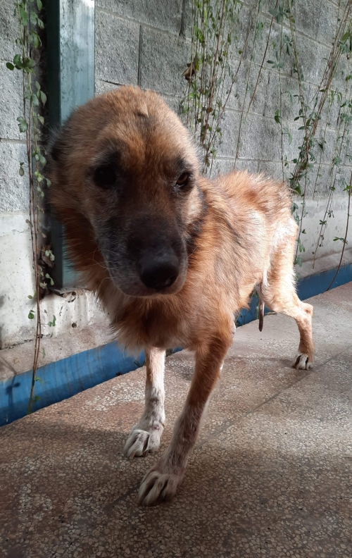 მეტისი უსახელო