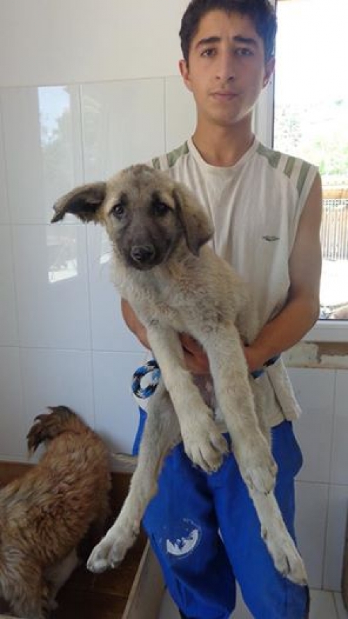 მეტისი უსახელო