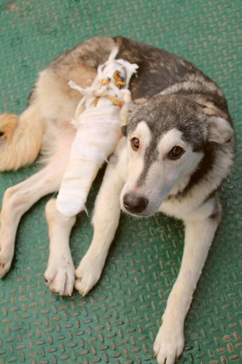 ლაიკის მეტისი უსახელო