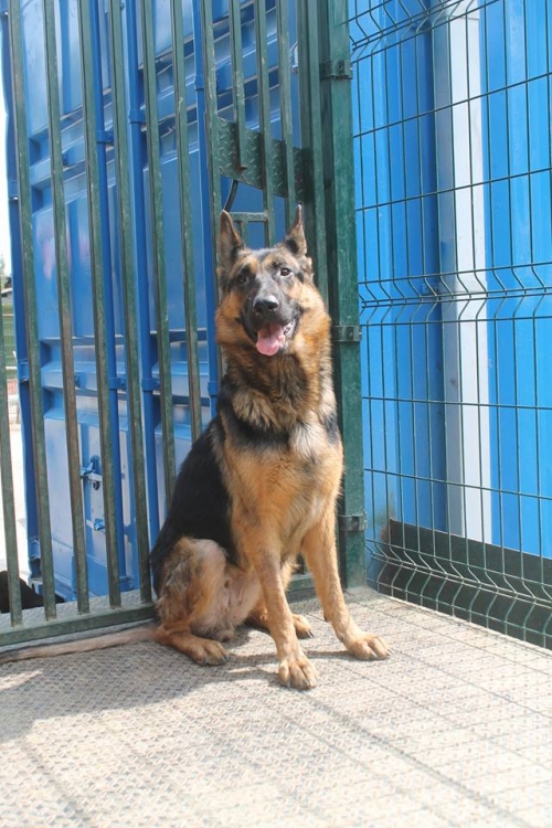 გერმანული ნაგაზი უსახელო