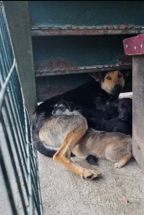 მეტისი საგურამო