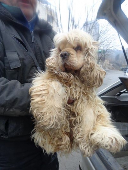 კოკერსპანიელი უსახელო