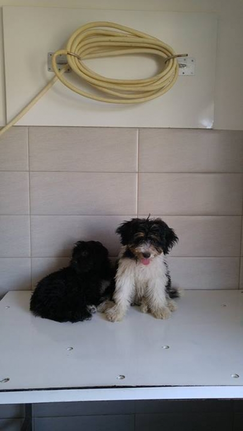 ბალონკა დაინო და დაისი