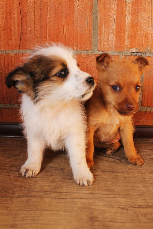 მეტისის ლეკვები უსახელო