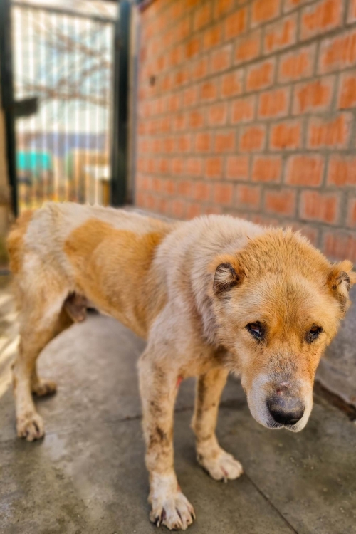 ქართული ქოფაკი მუხრანი