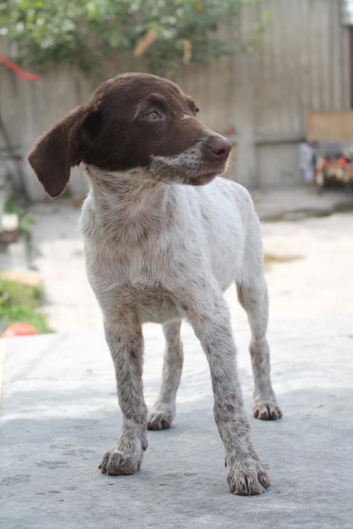 კურცხაარი უსახელო