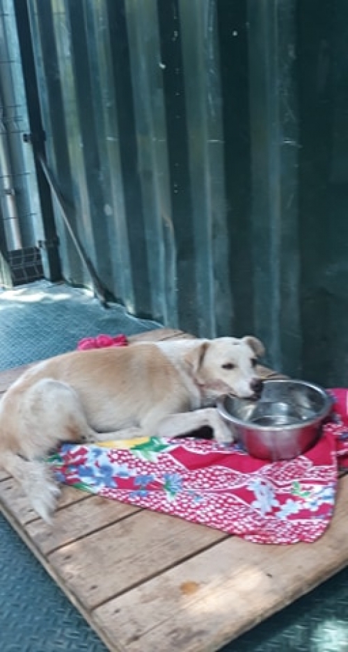 მეტისი სერი