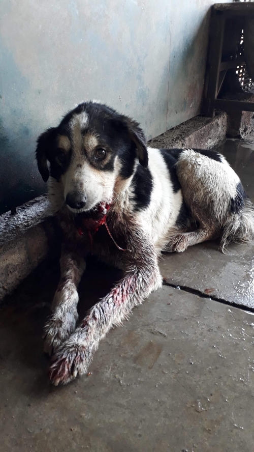 მეტისი უსახელო