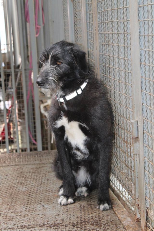 მეტისი ჯენი