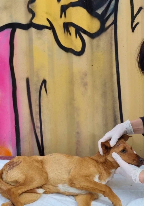 მეტისი გლდანი