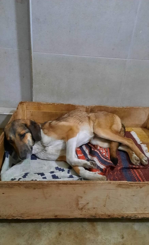 მეტისი უსახელო