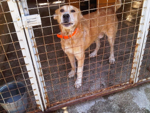 * გაჩუქებულები ლომა