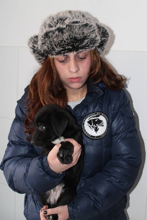 მეტისი ბუბუ