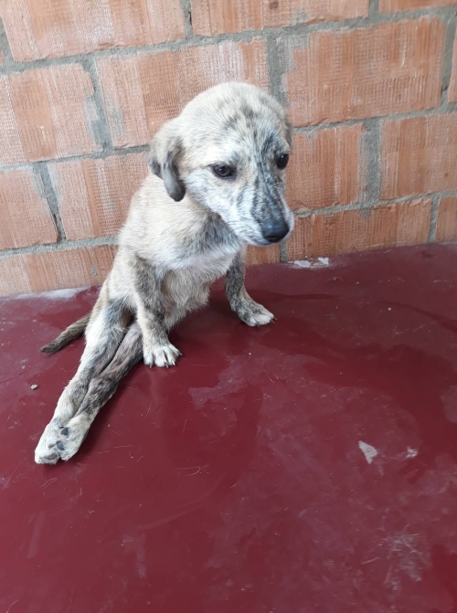 მეტისი ნორიო