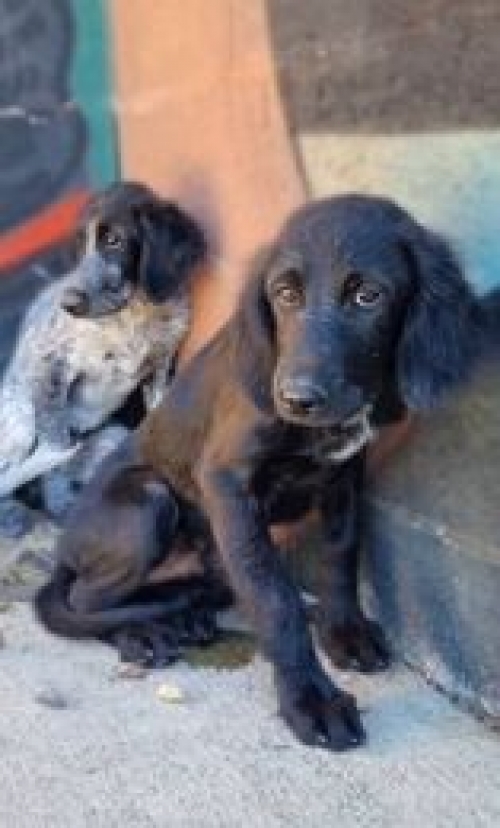 მეტისი ნაპოვნია თავშესაფრის კარებთან