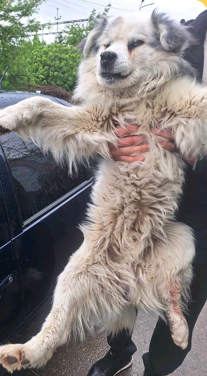 მალამუტი. საგარეჯო