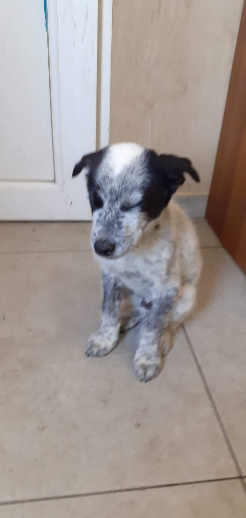 მეტისი ჩარლი