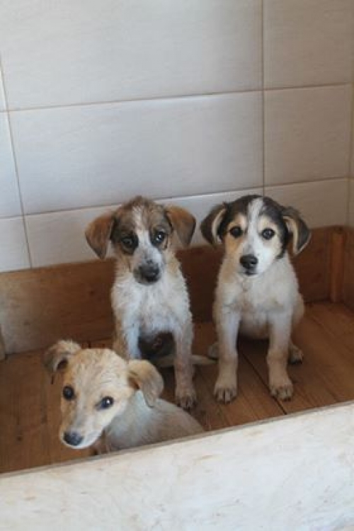 მეტისის ლეკვები უსახელო