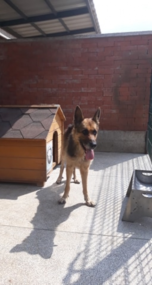 გერმანული ნაგაზი უსახელო