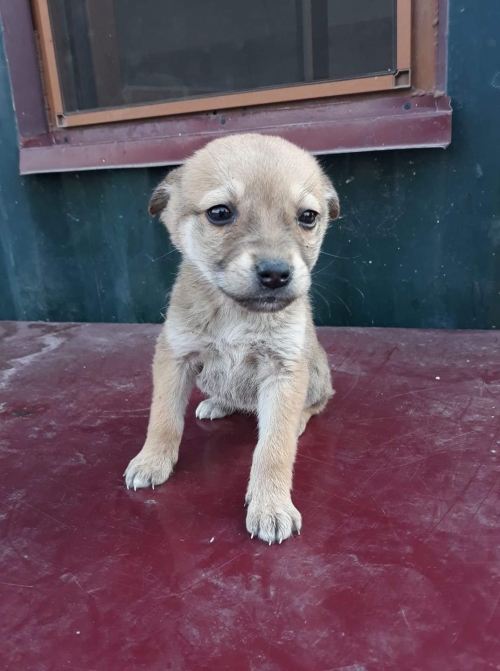 მეტისი უსახელო