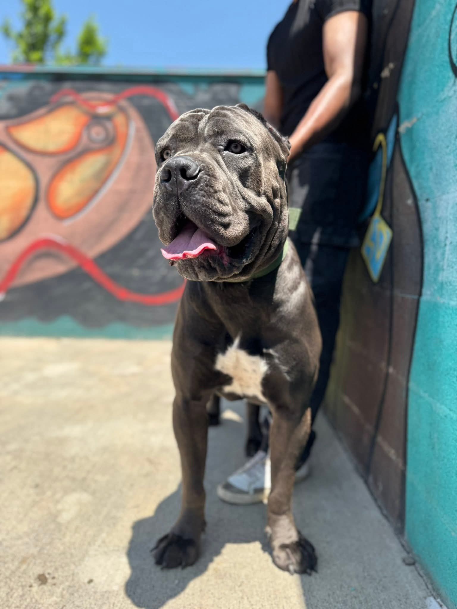 კანე კორსო. არჯუნ