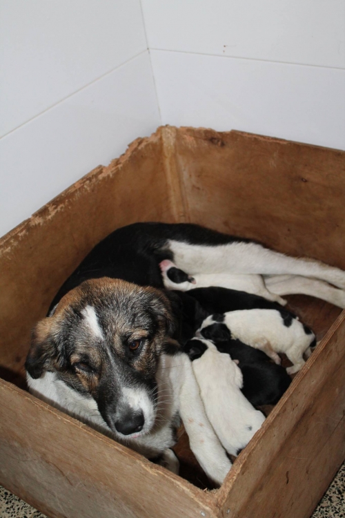 მეტისი უსახელო