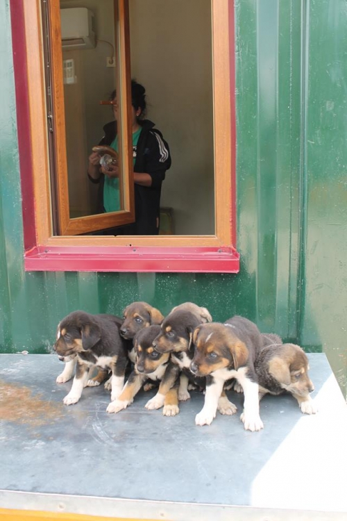 მეტისის ლეკვები უსახელო