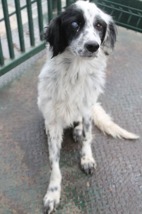 სეტერი უსახელო