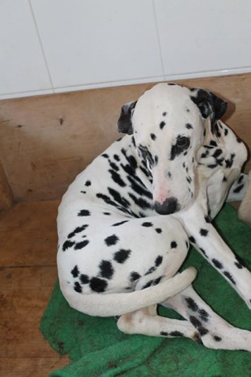 დალმატინი ჩოპი