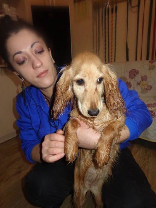 კოკერსპანიელი ბაია