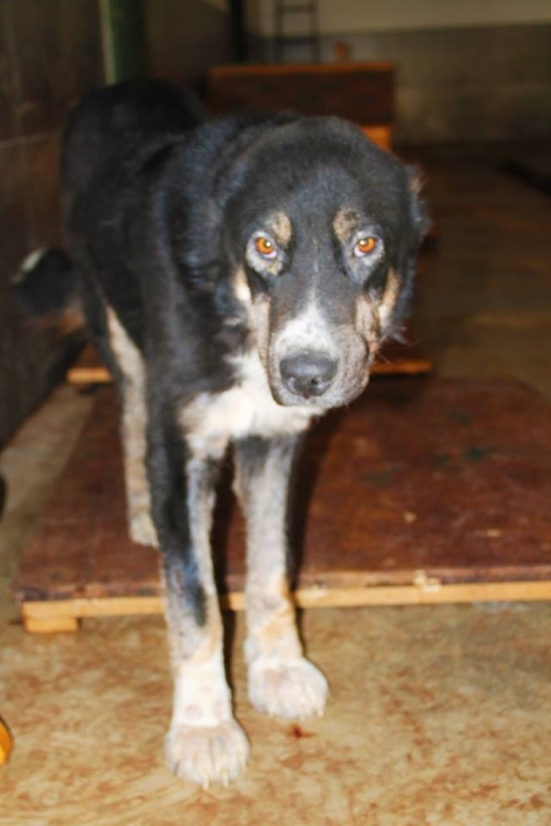 ქართული ქოფაკი უსახელო