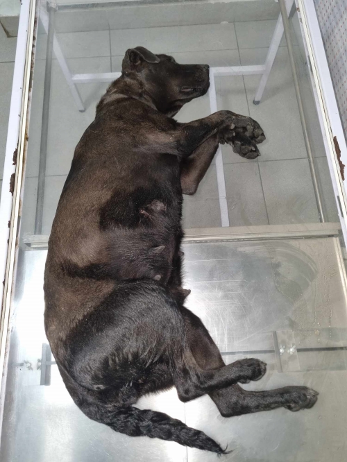 მეტისი სარაჯიშვილის ქუჩა 7