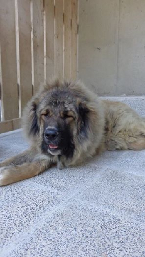 კავკასიური ნაგაზი ლორდი