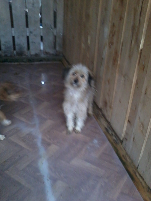 პუდელი ბობო