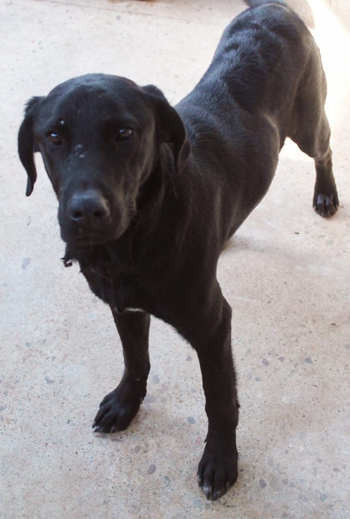 ლაბრადორის მეტისი რონი