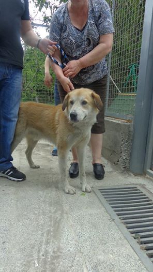 მეტისი სიმბა