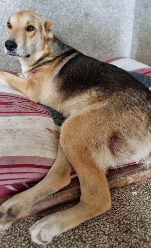 მეტისი მარნეული