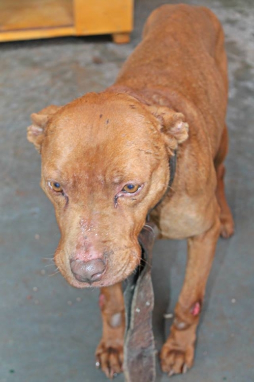 პიტი ბაქსი