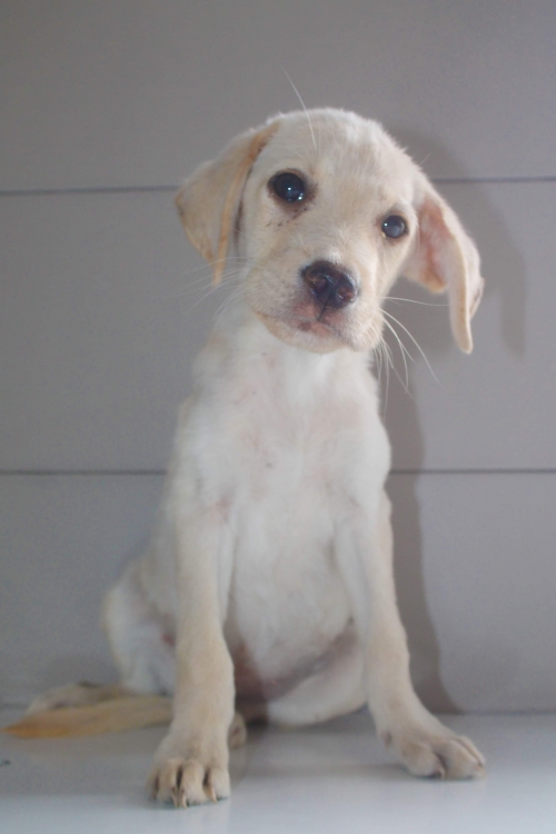 მეტისი უსახელო