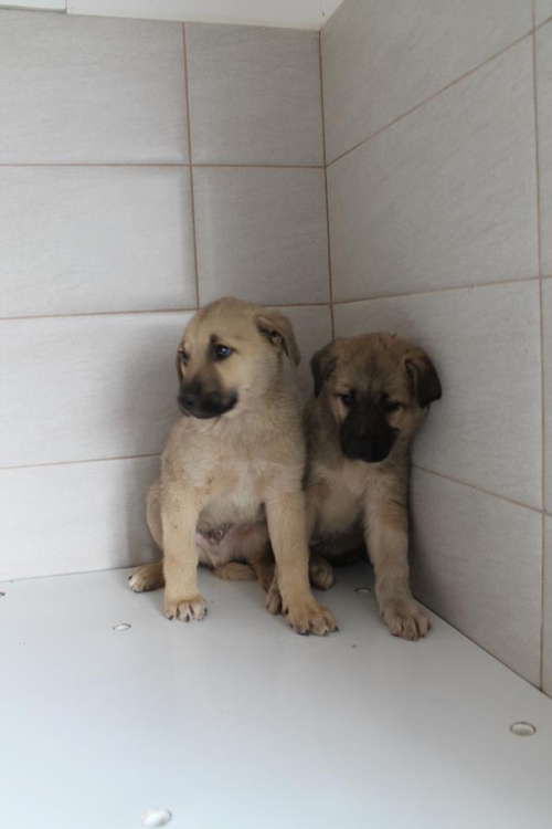 ქართული ქოფაკი უსახელო