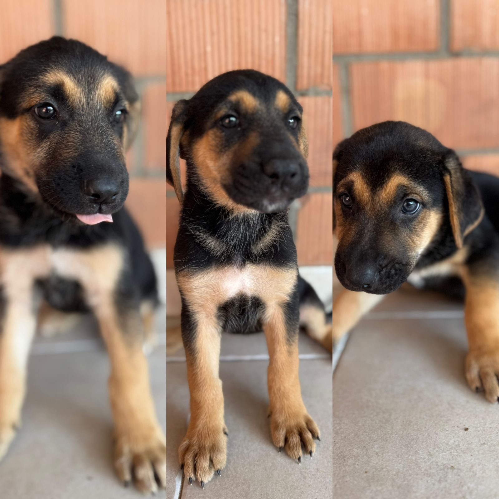 მეტისის 3 ლეკვი. ნ.ჟღენტი