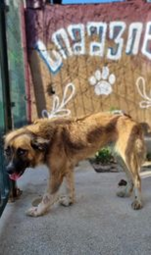 მეტისი დიდი დიღომი გადმოიყვანა მუნიციპალურ თავშესაფარი