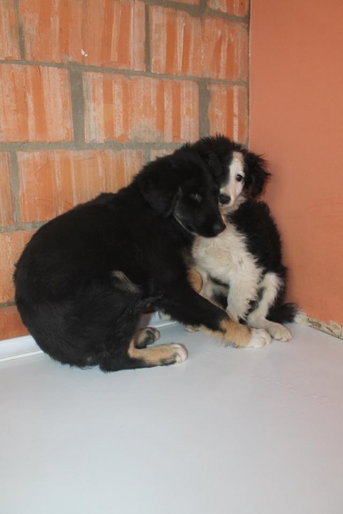 მეტისის ლეკვები უსახელო